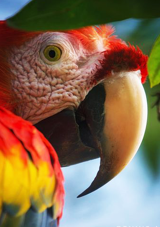 scarlet-macaw-osa-peninsula