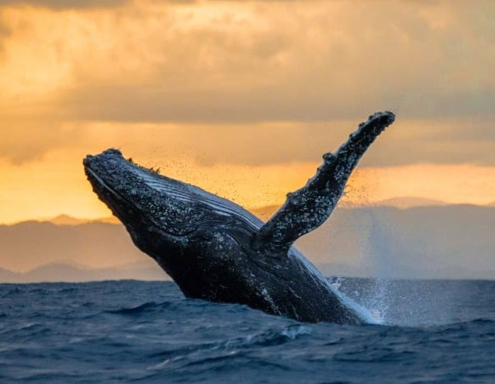 humpback whale